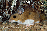 Peromyscus maniculatus